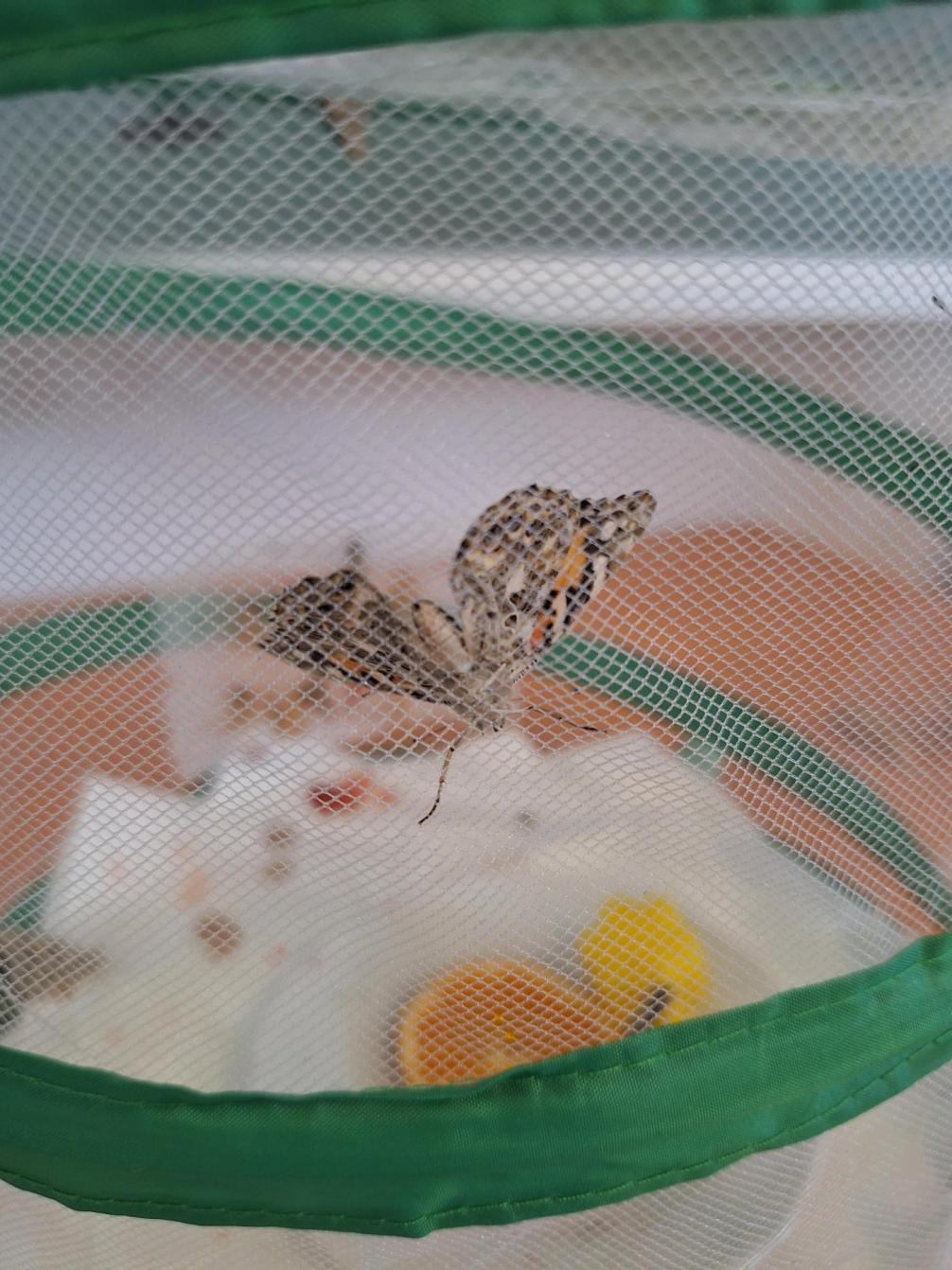 2b Schmetterling 