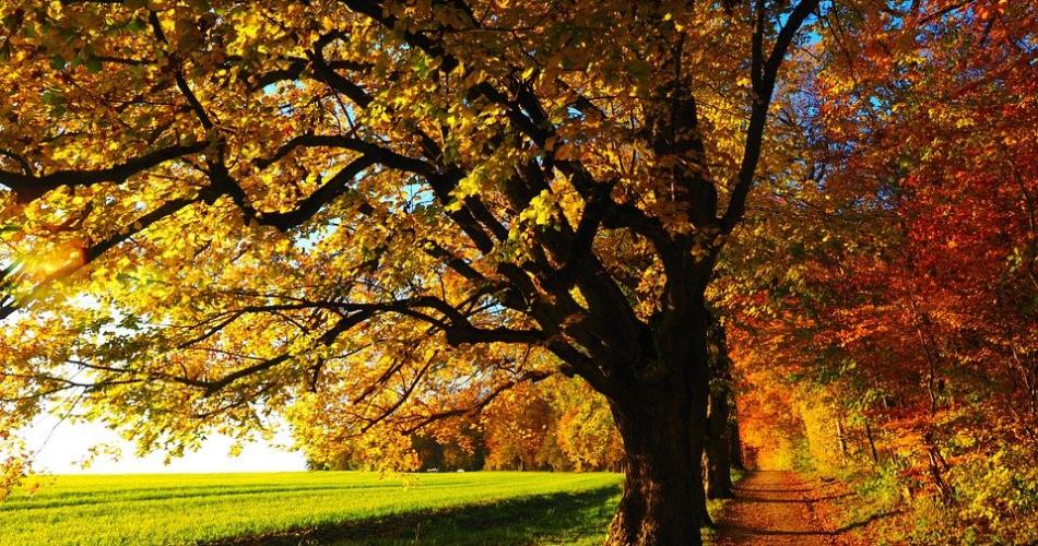 Herbst